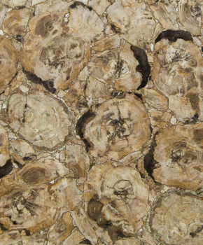 PETRIFIED WOOD BEIGE