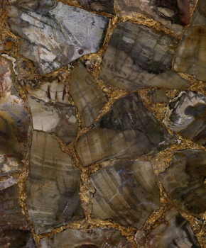 PETRIFIED WOOD BROWN GOLD