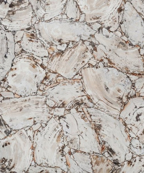 PETRIFIED WOOD WHITE
