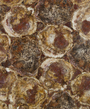 PETRIFIED WOOD RED