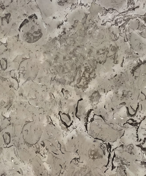 SHELLS GREY