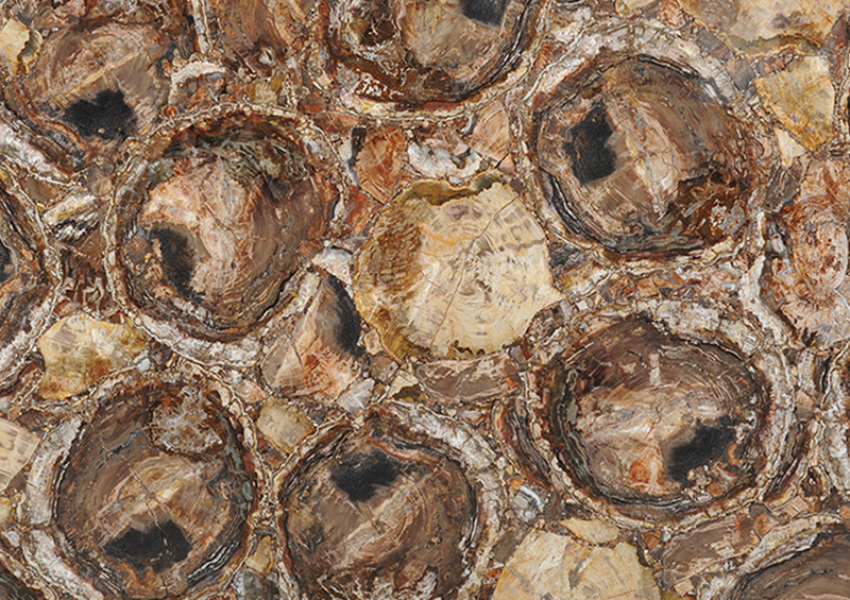 BROWN PETRIFIED WOOD