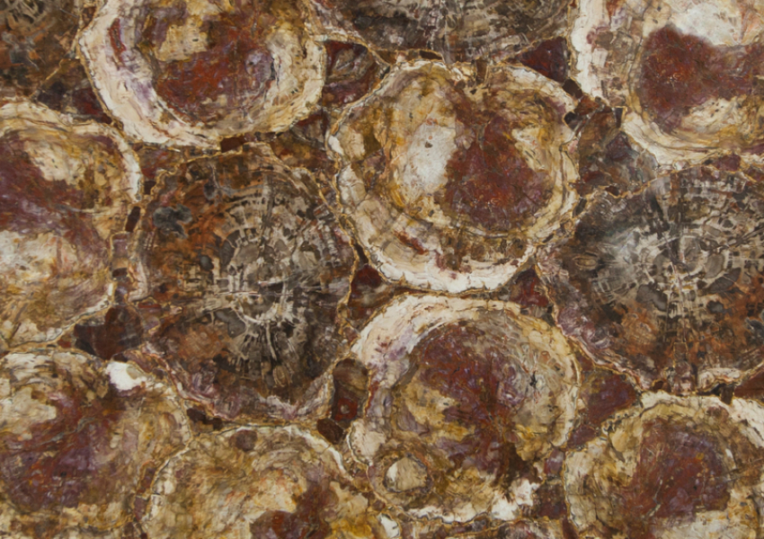 PETRIFIED WOOD RED