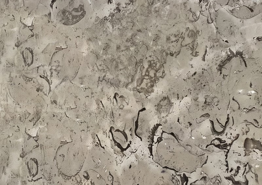 SHELLS GREY