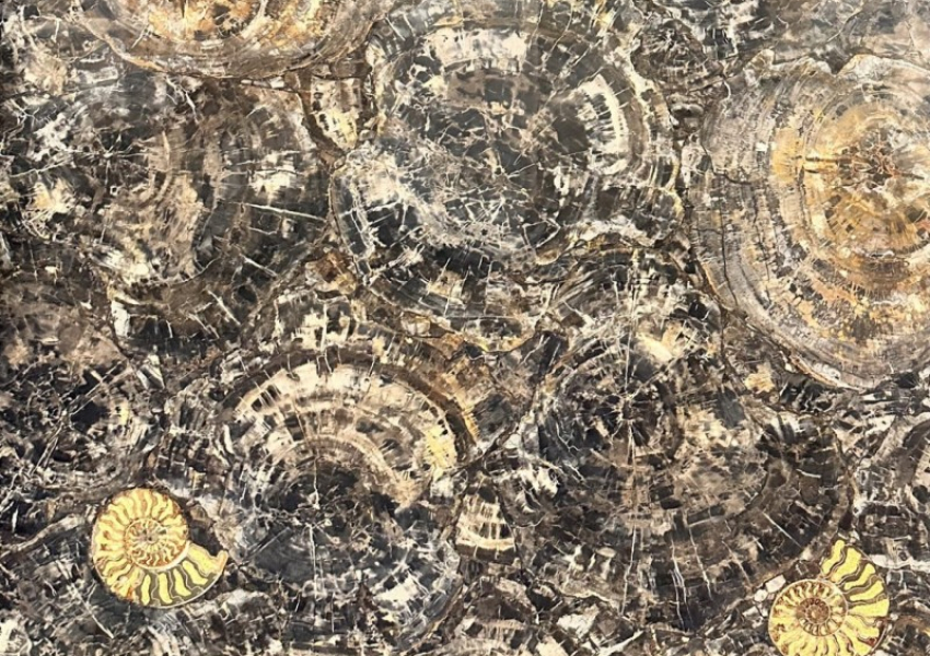 PETRIFIED WOOD BLACK WITH GOLD AMMONITES